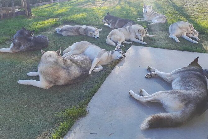 Husky Petting in Akureyri (private) - Why This Tour Offers Real Value