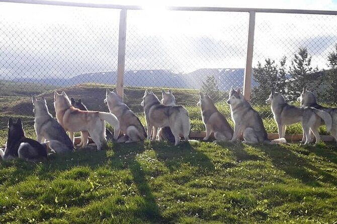 Husky Petting in Akureyri (private) - Frequently Asked Questions