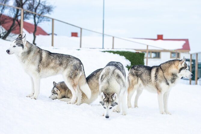 Husky Petting in Akureyri (private) - Final Thoughts