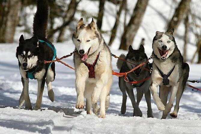 Husky Ride Private Tour from Krakow - Final Thoughts