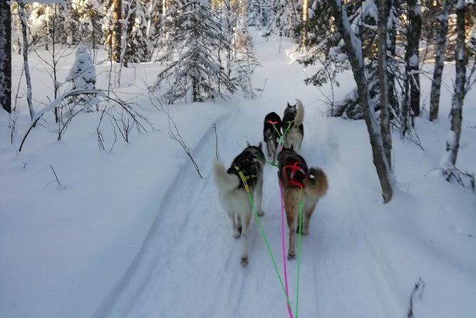 Husky safari - Husky Safari in Lapland: An Authentic Arctic Adventure