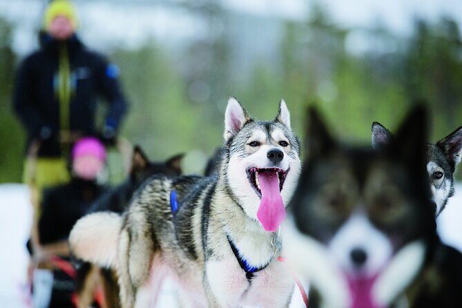 Husky Safari from Levi 2 KM or 5 KM with Husky Sledge Ride - Husky Safari from Levi: An Authentic Arctic Adventure