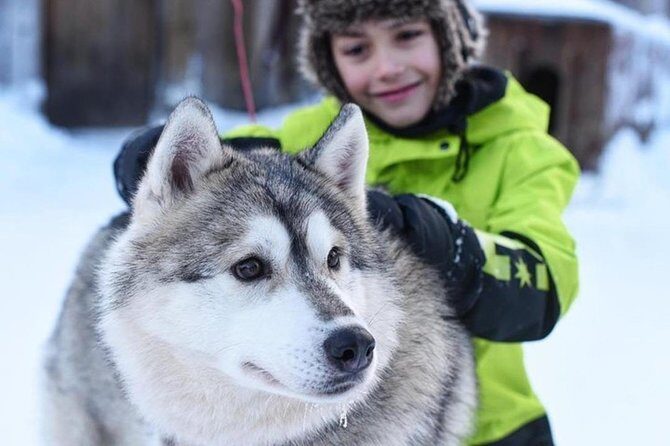 Husky Safari from Levi 2 KM or 5 KM with Husky Sledge Ride - A Closer Look at the Husky Safari Experience