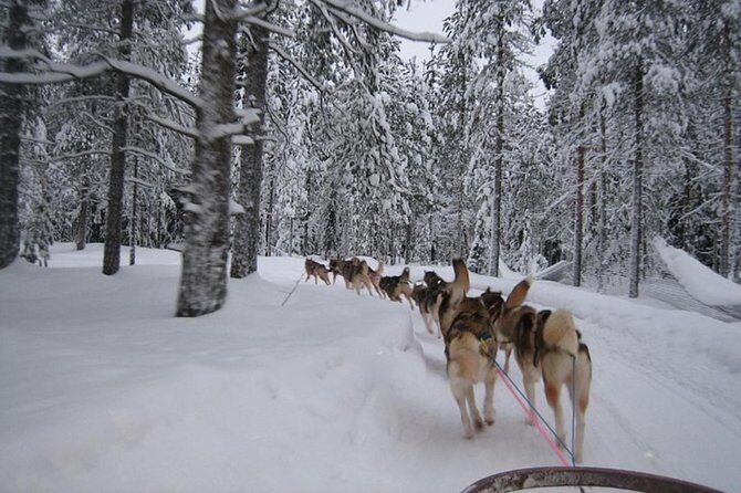 Husky Safari from Levi 2 KM or 5 KM with Husky Sledge Ride - The Route and the Setting