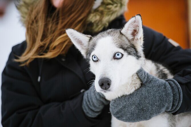 Husky Safari from Levi 2 KM or 5 KM with Husky Sledge Ride - Authenticity and Animal Welfare