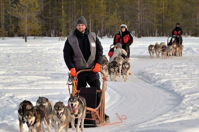 Husky Safari from Levi 2 KM or 5 KM with Husky Sledge Ride - Value for Money