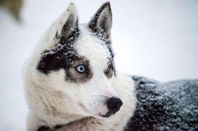 Husky Safari from Levi 2 KM or 5 KM with Husky Sledge Ride - Who Will Love This Tour?