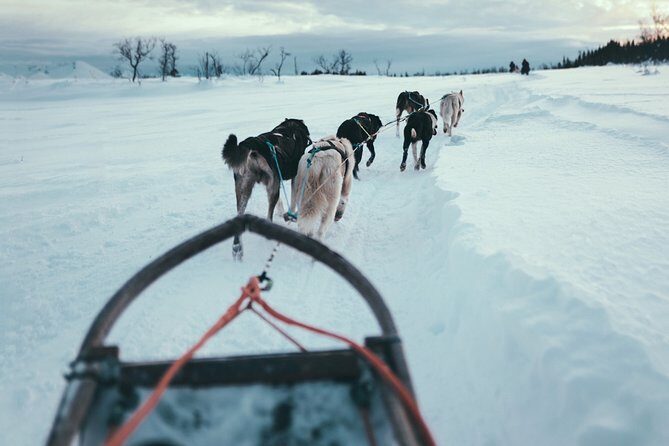 Husky Sledding Self-Drive Adventure in Tromso - The Tromsø Husky Sledding Self-Drive Experience: A Deep Dive