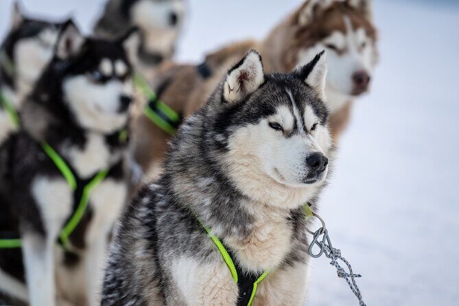 Husky Sledding Self-driving in Rovaniemi - Experience the Magic of Husky Sledding Self-driving in Rovaniemi