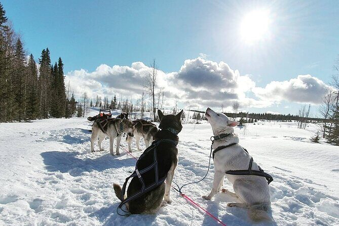 Husky Sledding Tour - In-Depth Review of the Husky Sledding Tour