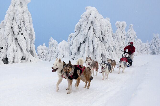 Husky Sledding Tour - Who Should Book This Tour?