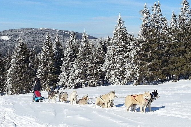 Husky Sleigh Rides experience - Who Should Consider This Tour?