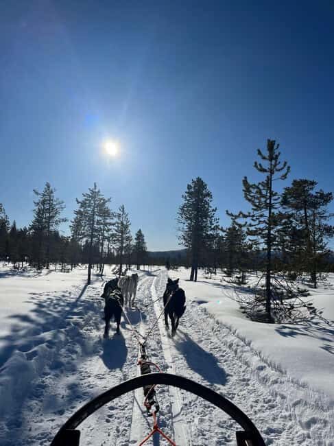 Husky Tour Experience in Levi - Husky Tour Experience in Levi: An Authentic Arctic Adventure