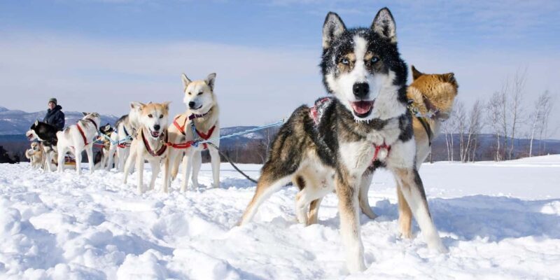Husky Tour Experience in Levi - Final Thoughts: Is This Tour Right for You?