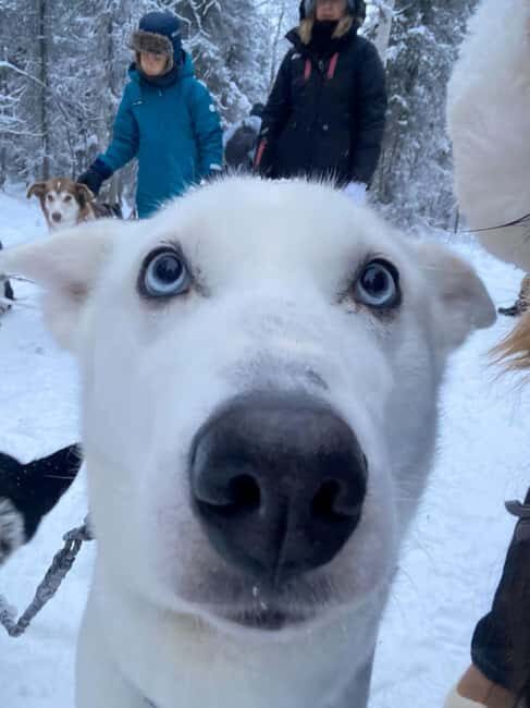 Husky Tour Experience in Levi - Frequently Asked Questions