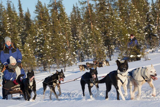 Husky Tour Sit and Drive Combo Tour from Kiruna - The Real Deal on the Husky Sit and Drive Tour