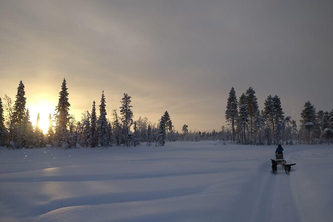 Husky Tour Sit and Drive Combo Tour from Kiruna - What Travelers Say: Authenticity and Joy