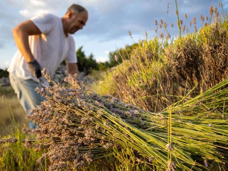 Hvar: Lavender Fields, Honey, and Local Product Tasting - Why This Tour Is Worth Considering