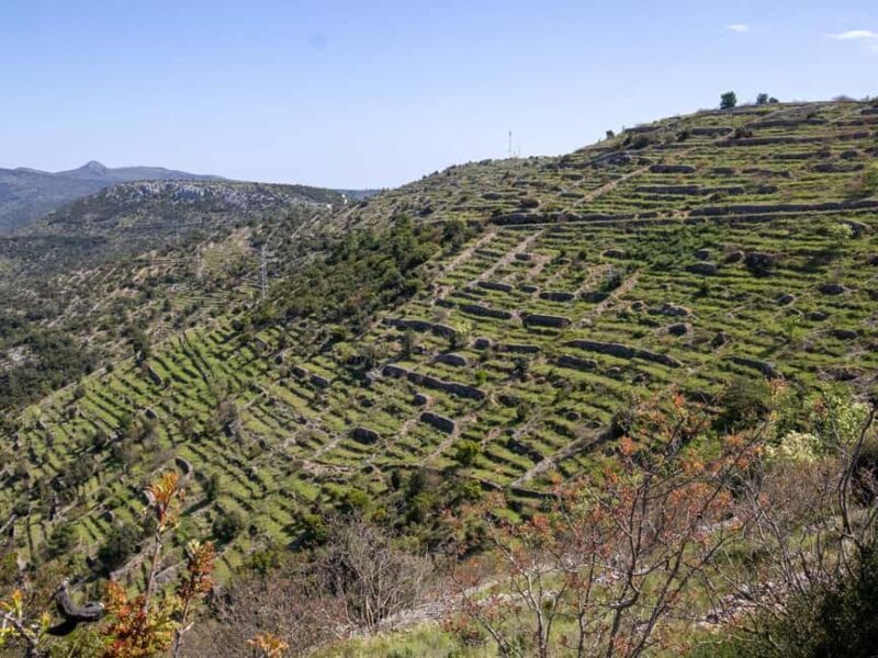 Hvar: Lavender Fields, Honey, and Local Product Tasting - Who Will Love This Tour?
