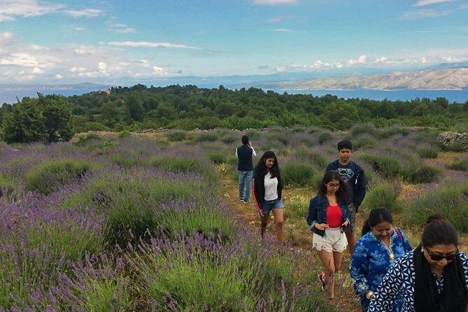 Hvar Lavender Tour - A Detailed Look at the Hvar Lavender Tour Experience