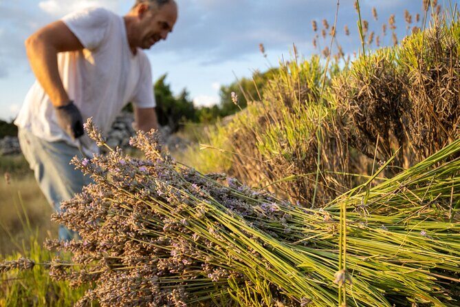 Hvar Lavender Tour - Lavender Fields and Honey Tasting - Key Points