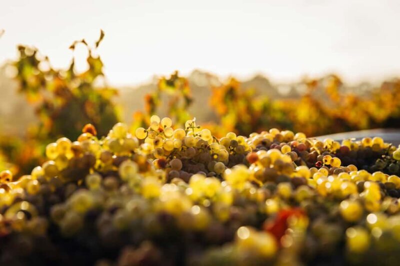 Hvar: Wine Tasting Tour and Island Sightseeing - Practical Details and Logistics