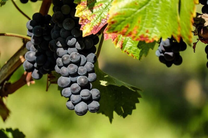 Hvar: Wine Tasting Tour and Island Sightseeing - Authenticity and Overall Experience