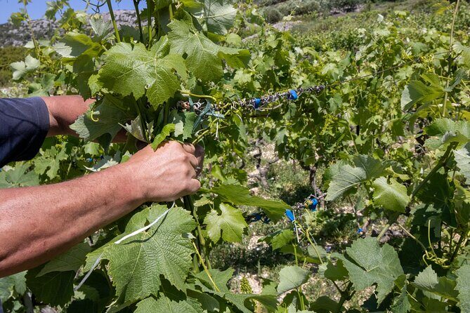 Hvar Wine Tour with Wine Tasting in a Local Winery - Key Points