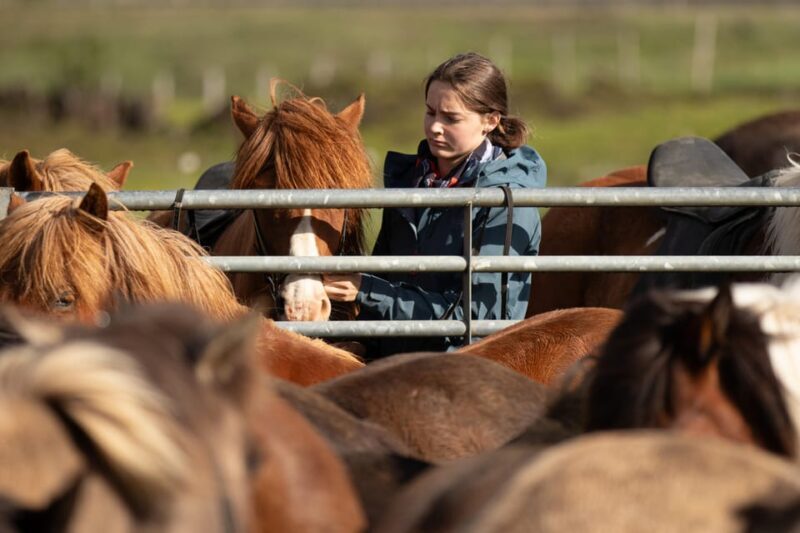 Hveragerdi: Countryside Charm Horse Riding Tour - Key Points
