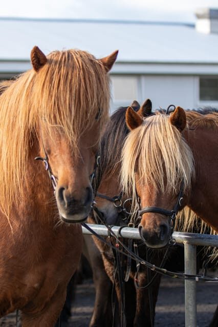 Hveragerdi: Countryside Charm Horse Riding Tour - Who Is This Tour Best Suited For?