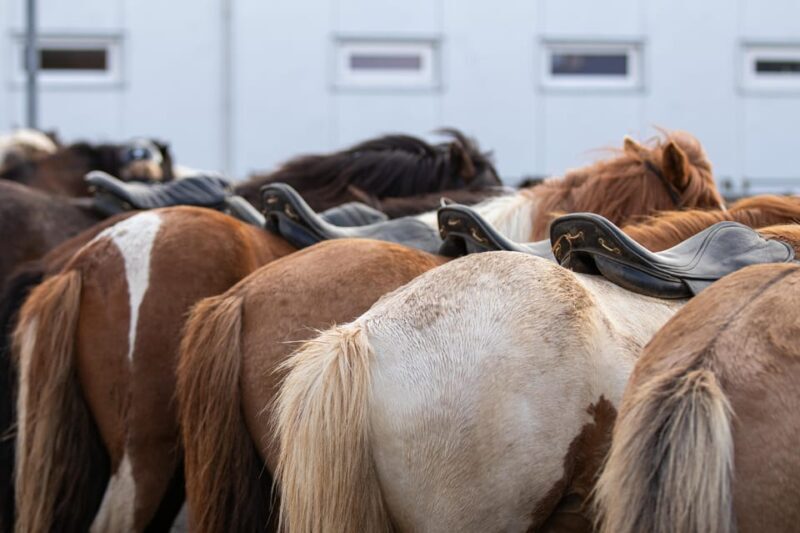 Hveragerdi: Countryside Charm Horse Riding Tour - Deep Dive: Why This Tour Offers Good Value
