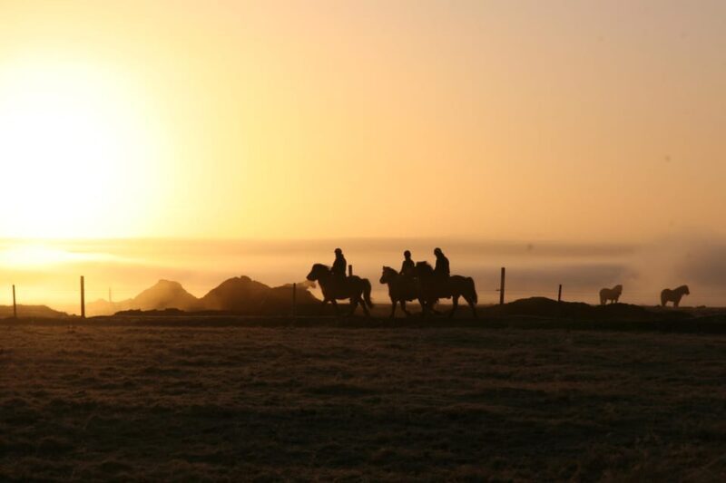Hveragerdi: The Siggi Horse Riding Tour - Hveragerdi: The Siggi Horse Riding Tour – A Genuine Icelandic Adventure