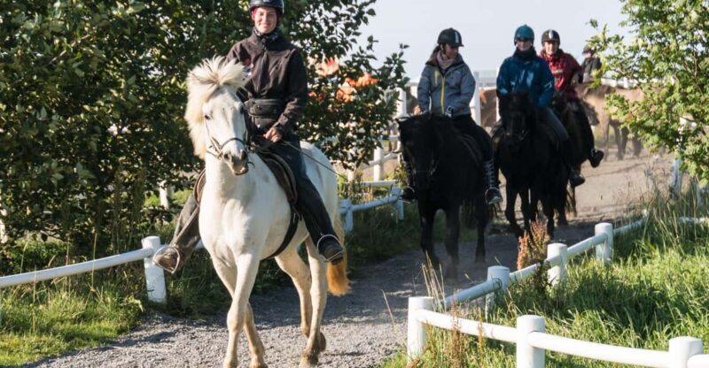 Hveragerdi: The Siggi Horse Riding Tour - Final Thoughts