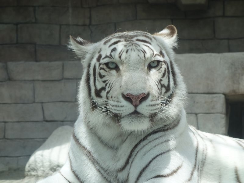 Hybrid Leisure Land Tobu Zoo Ticket Tokyo - Tobu Zoo at a glance
