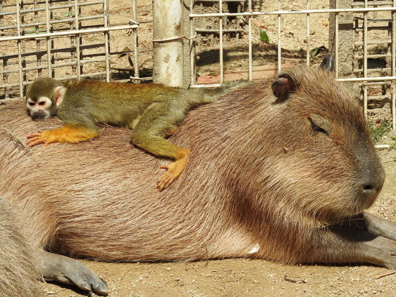 Hybrid Leisure Land Tobu Zoo Ticket Tokyo - One ticket, three kinds of outing