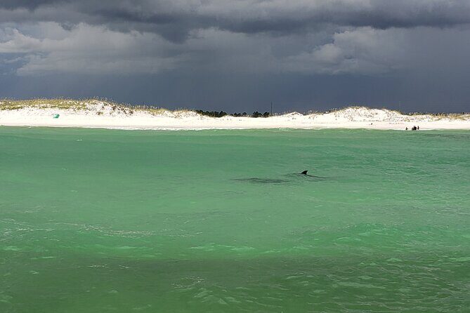 Hydro Rocket Dolphin Sightseeing Boat Tour from Destin - Key Points