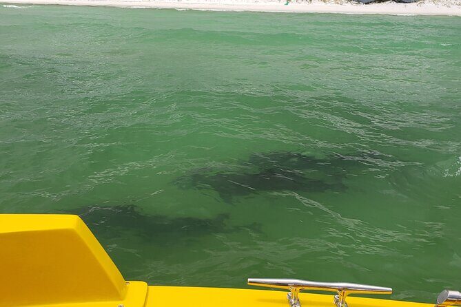Hydro Rocket Dolphin Sightseeing Boat Tour from Destin - A Detailed Look at the Hydro Rocket Dolphin Sightseeing Tour