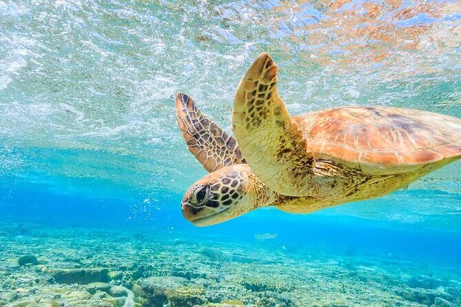 I Like Turtles Private Sailing and Snorkeling from Sapphire - Experience the Charm of the US Virgin Islands with the "I Like Turtles" Private Sailing and Snorkeling Tour