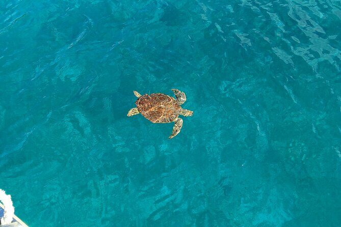 I Like Turtles Private Sailing and Snorkeling from Sapphire - A Well-Balanced Adventure for Authentic Travelers