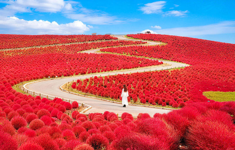 Ibaraki Coastal Flower Scenery Tour - Oarai Isosaki Shrine Torii, Nakaminato Fish Market, Hitachi Seaside Park Day Trip - The day at a glance