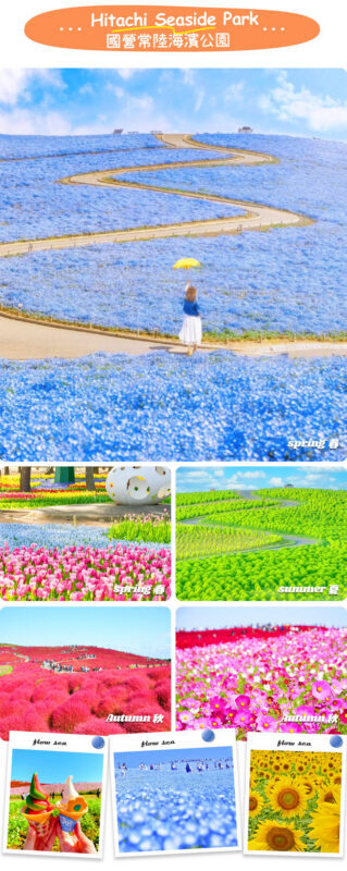 Ibaraki Coastal Flower Scenery Tour - Oarai Isosaki Shrine Torii, Nakaminato Fish Market, Hitachi Seaside Park Day Trip - Hitachi Seaside Park changes with the calendar