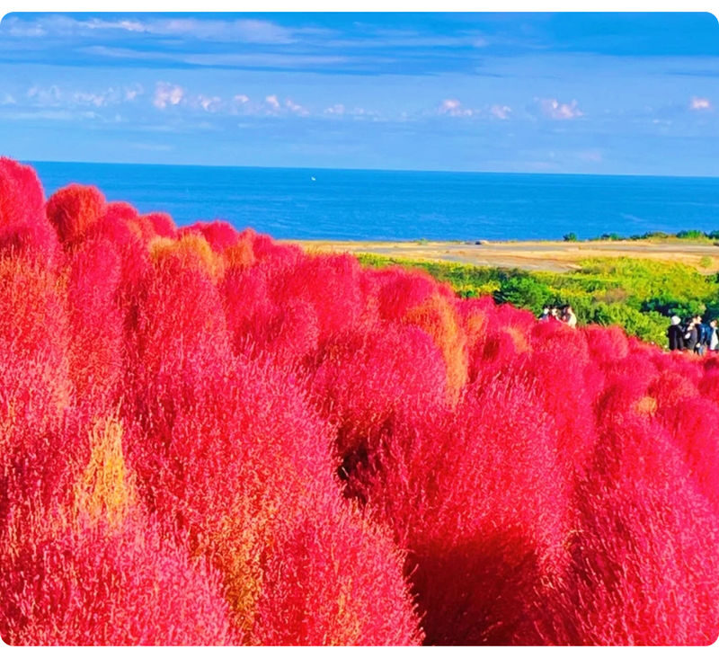 Ibaraki Coastal Flower Scenery Tour - Oarai Isosaki Shrine Torii, Nakaminato Fish Market, Hitachi Seaside Park Day Trip - Should you book this Ibaraki day trip?