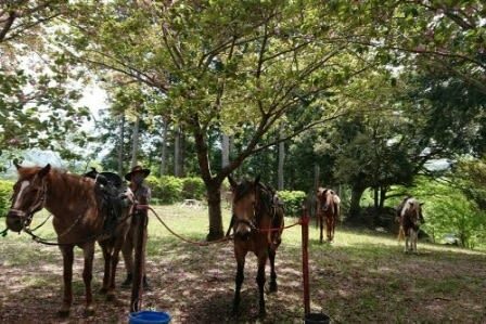 Ibaraki | Mt. Tsukuba Horseback Riding Experience - Getting to the stable from Ishioka