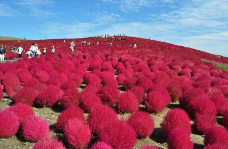 Ibaraki: Seafood Market, Kochia Hills, and Mentaiko Tour - Key Points