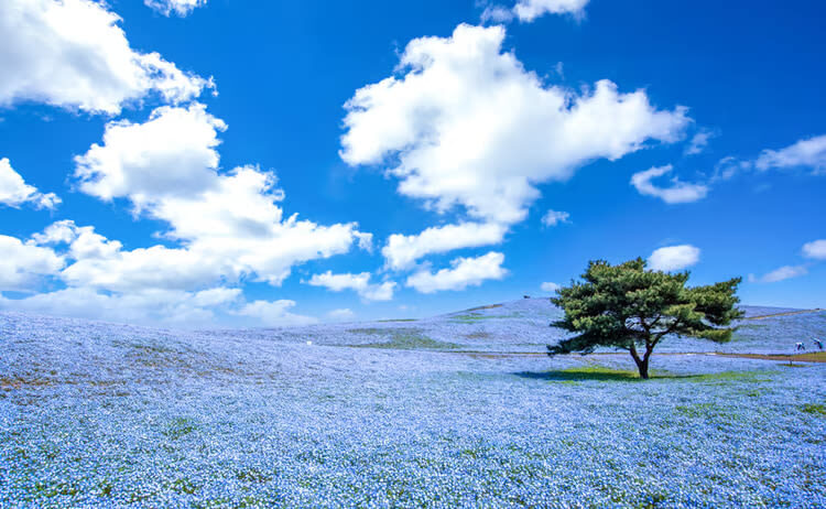 Ibaraki/Tokyo Suburbs Private Chartered Day Tour | Hitachi Seaside Park, Ashikaga Flower Park, Tonegawa Fireworks Festival - The day at a glance