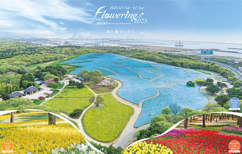 Ibaraki/Tokyo Suburbs Private Chartered Day Tour | Hitachi Seaside Park, Ashikaga Flower Park, Tonegawa Fireworks Festival - Hitachi Seaside Park: the reason to make the drive