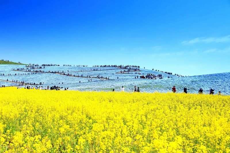 Ibaraki/Tokyo Suburbs Private Chartered Day Tour | Hitachi Seaside Park, Ashikaga Flower Park, Tonegawa Fireworks Festival - A private car makes the long day easier