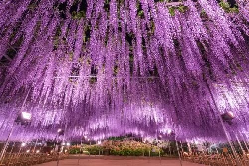 Ibaraki/Tokyo Suburbs Private Chartered Day Tour | Hitachi Seaside Park, Ashikaga Flower Park, Tonegawa Fireworks Festival - Who will get the most from this trip