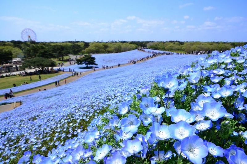 Ibaraki/Tokyo Suburbs Private Chartered Day Tour | Hitachi Seaside Park, Ashikaga Flower Park, Tonegawa Fireworks Festival - Should you book this Ibaraki charter?
