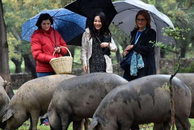 Iberian Ham Route and Tasting in the Sierra de Aracena - In-Depth Review of the Iberian Ham Route and Tasting